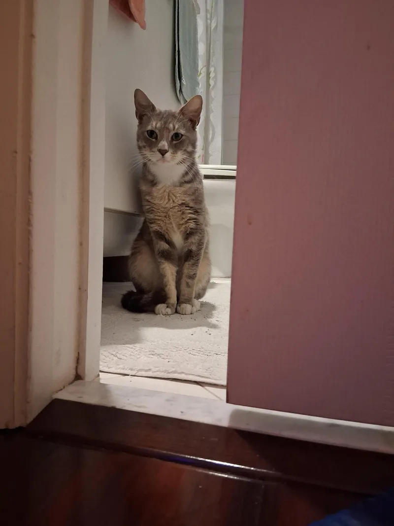 A young medium-sized male Domestic Short Hair cat named Charlie for adoption in West Palm Beach, FL