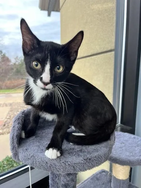 Figaro thumbnail 2