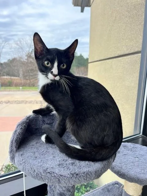 An adult medium-sized male Black Domestic Short Hair cat named Figaro for adoption in Tyler, TX