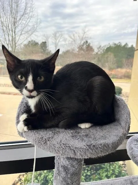 Figaro thumbnail 3