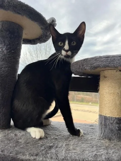 Figaro thumbnail 4
