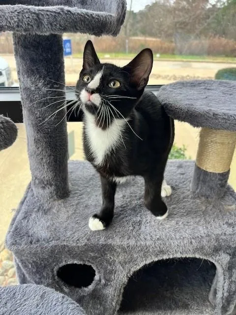 Figaro thumbnail 5