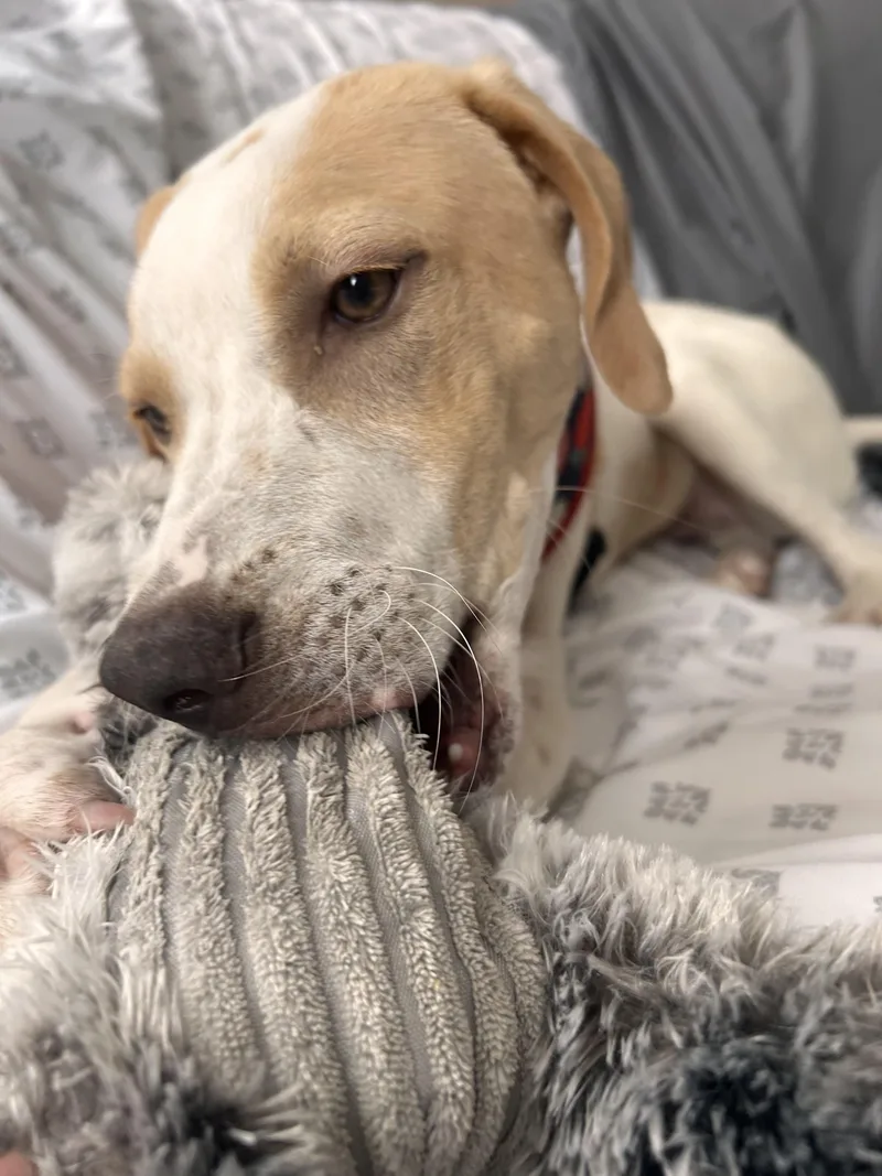 A baby medium-sized male Mixed Breed dog named Gordon for adoption in Rochester , NY