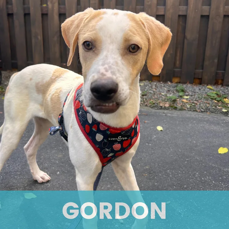 Gordon thumbnail 3