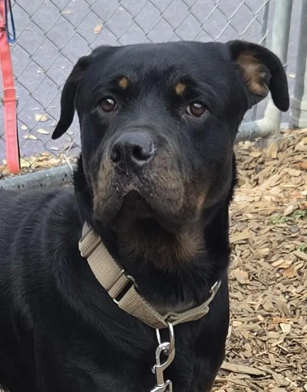 An adult large-sized male Rottweiler dog named Dooley for adoption in Salem, OR