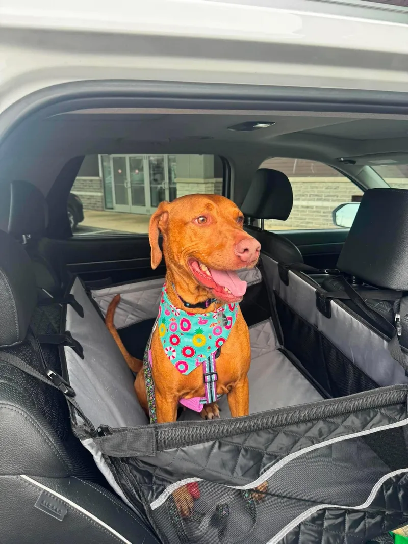 An adult medium-sized male Mixed Breed dog named Dakota for adoption in De Pere, WI