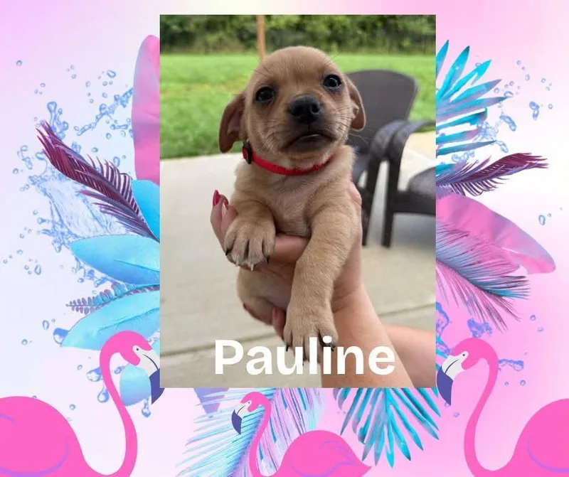 Pauline