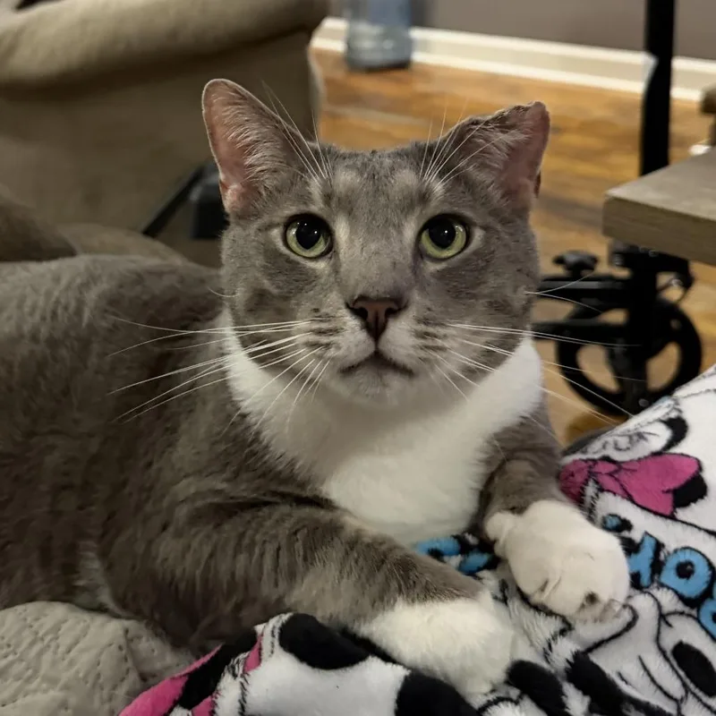 A senior small-sized male Gray / Blue / Silver Domestic Short Hair cat named Little Boy for adoption in Huntsville, AL
