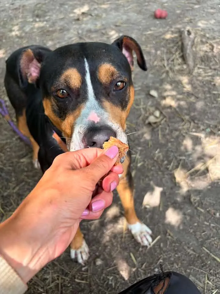 An adult medium-sized female Tricolor (Brown, Black, & White) Pit Bull Terrier dog named Fefe for adoption in Chicago, IL