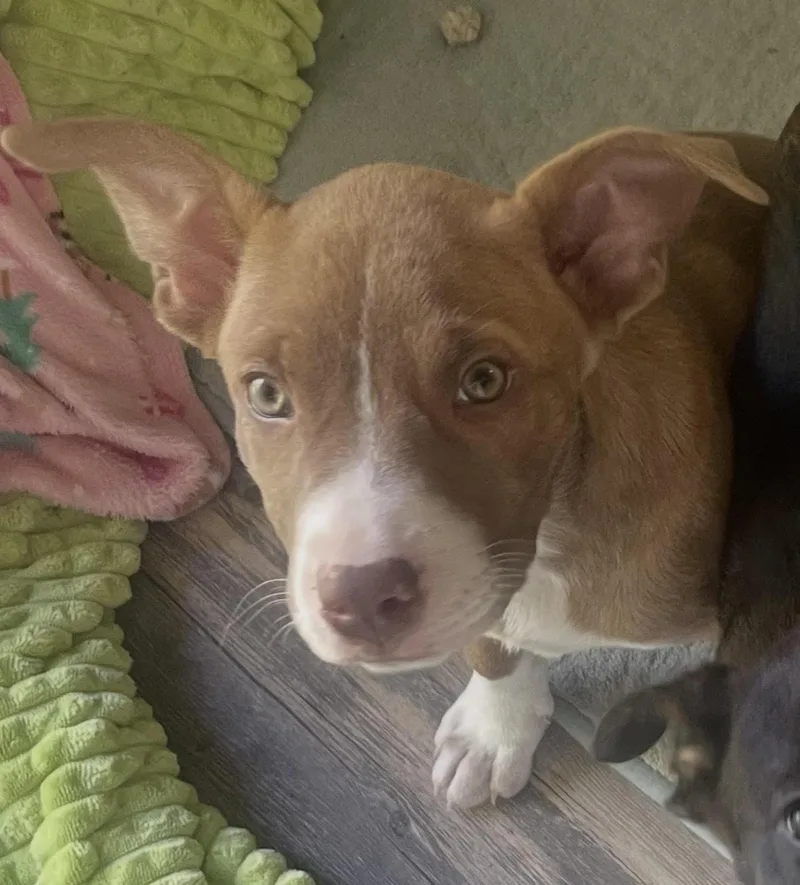 A baby small-sized female Yellow / Tan / Blond / Fawn Pit Bull Terrier dog named Carly for adoption in Addison, IL