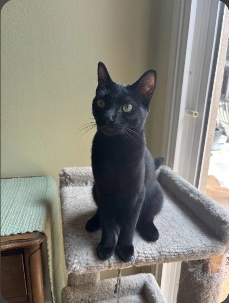 A baby small-sized female Domestic Short Hair cat named Itsy Bitsy for adoption in San Jacinto, CA