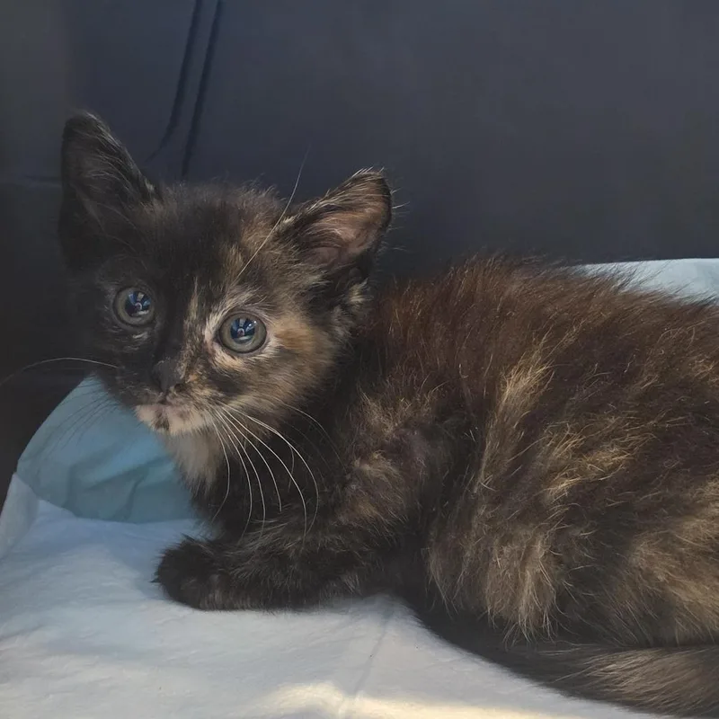 A young small-sized female Domestic Short Hair cat named Lulu for adoption in Canton, NC