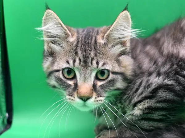 A baby small-sized male Domestic Medium Hair cat named Carter for adoption in Portland, OR