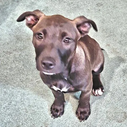 A baby medium-sized male Labrador Retriever dog named Luke for adoption in Rutherfordton, NC