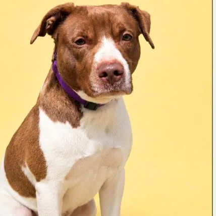 An adult medium-sized female Brown / Chocolate Pit Bull Terrier dog named Selene for adoption in Concord, NC