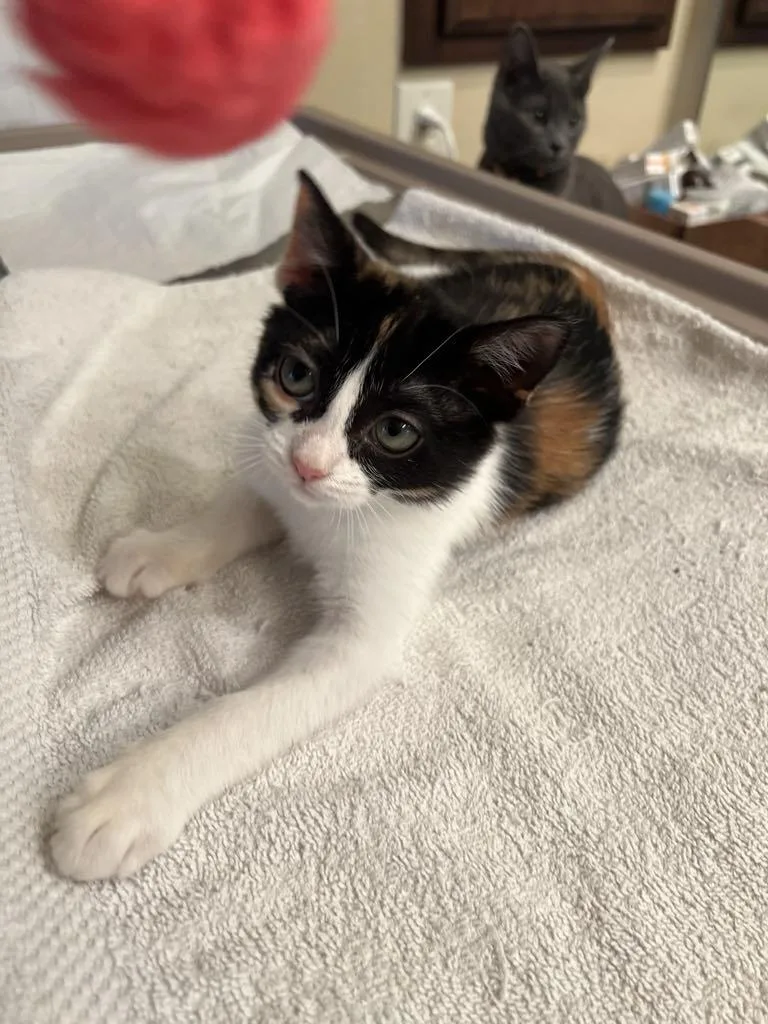 Mardi Gras thumbnail 2