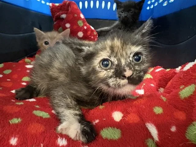 A baby small-sized female Domestic Short Hair cat named Fleur for adoption in Thousand Palms, CA