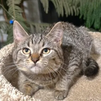 Selena  Sweetest And thumbnail 2