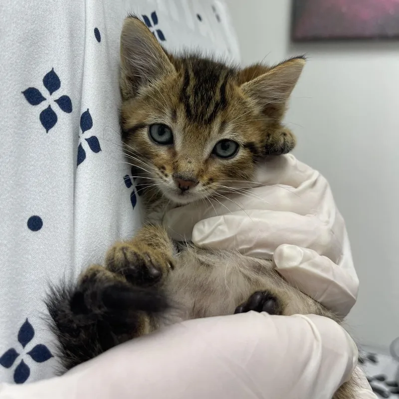 A baby small-sized male Brown / Chocolate Domestic Short Hair cat named Fez for adoption in Grantsville, UT