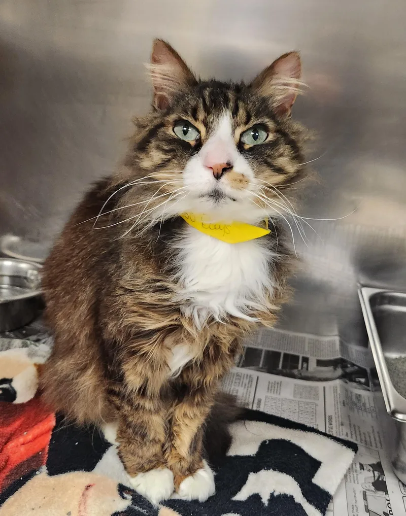 A senior medium-sized male Tabby (Brown / Chocolate) Domestic Long Hair cat named Maurice for adoption in Clayton, NJ