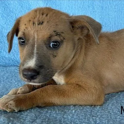 A baby medium-sized male Red / Chestnut / Orange Vizsla dog named Morris for adoption in Lima, OH