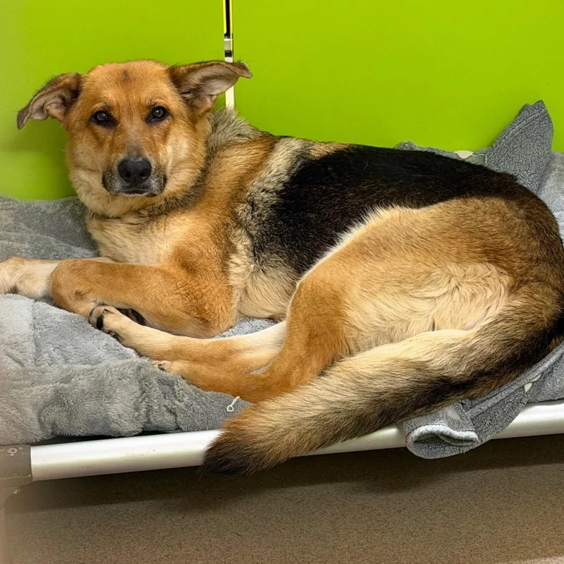 An adult large-sized female Yellow / Tan / Blond / Fawn Mixed Breed dog named Monica for adoption in Waukesha, WI