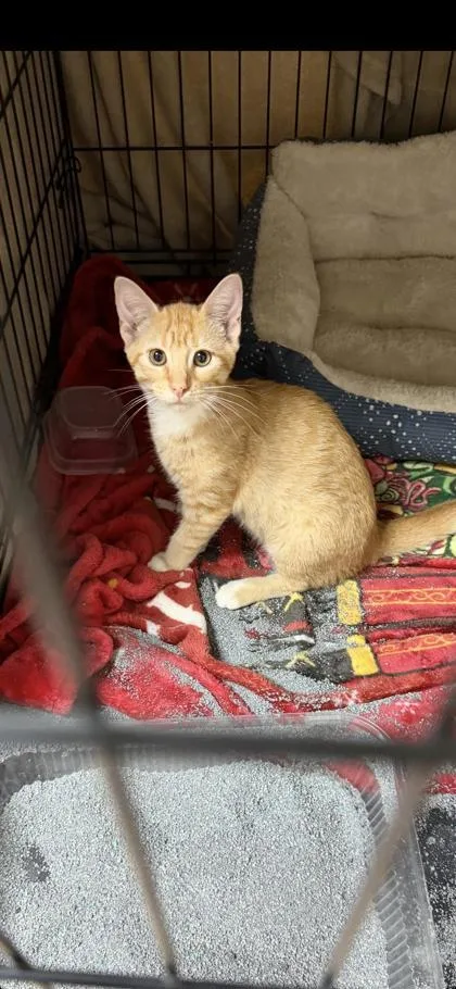 An adult small-sized female Domestic Short Hair cat named Cheeto for adoption in Lawrenceville, GA