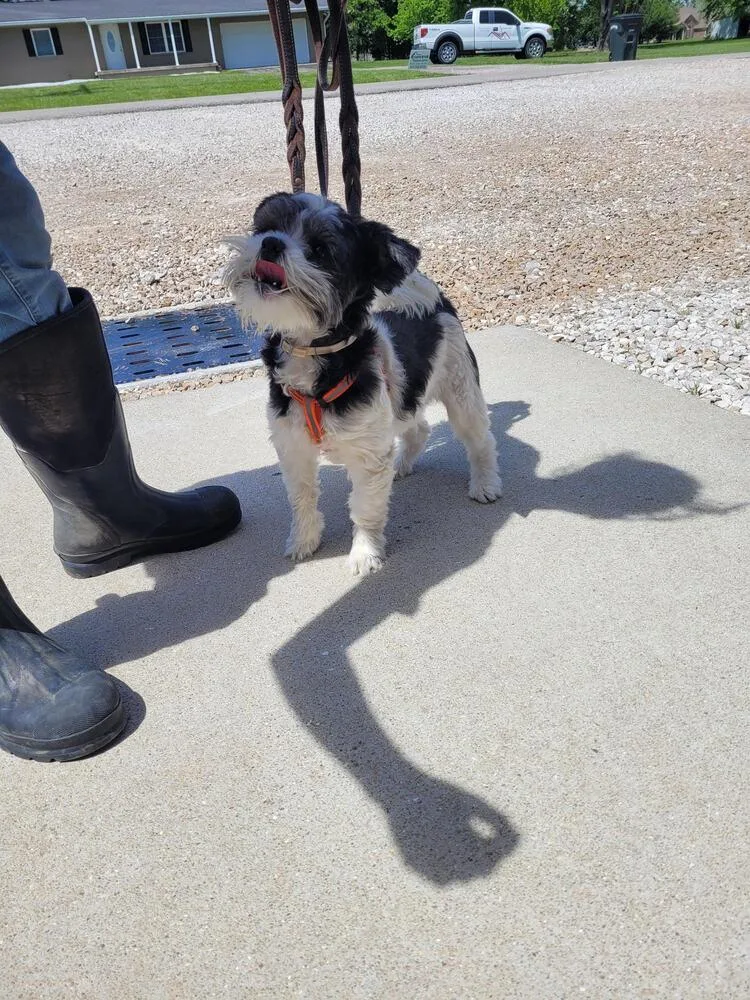 An adult small-sized male Tricolor (Brown, Black, & White) Shih Tzu dog named Pappy for adoption in Linton, IN