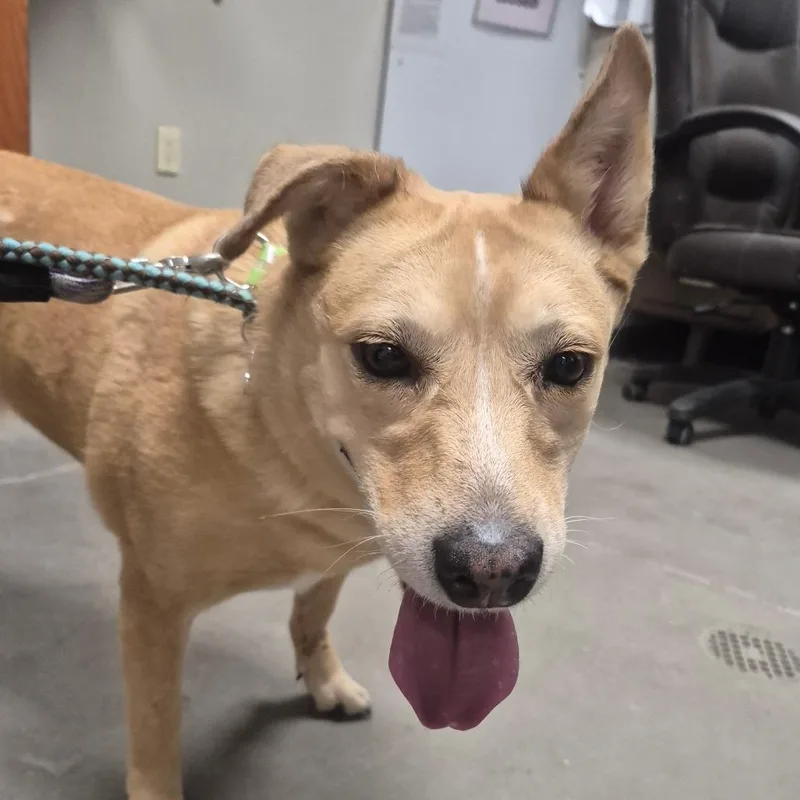 An adult small-sized female Yellow / Tan / Blond / Fawn Mixed Breed dog named Evie for adoption in Yuma, AZ