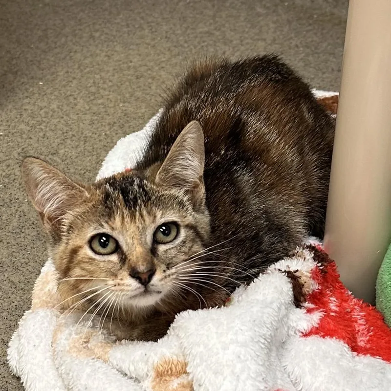 A baby small-sized female Torbie Domestic Short Hair cat named Kimi for adoption in Rocky Mount, VA