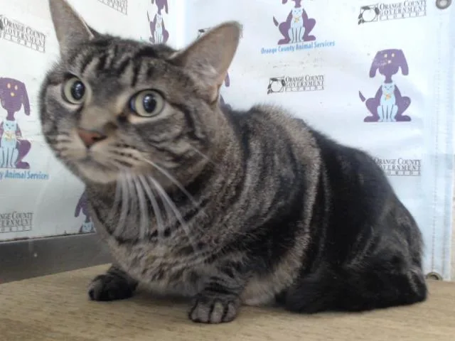 An adult small-sized female Domestic Short Hair cat named Cheesecake for adoption in Orlando, FL