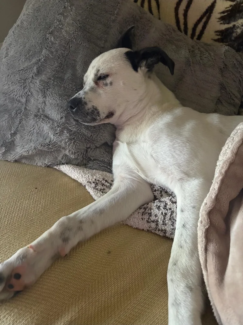 Zoie