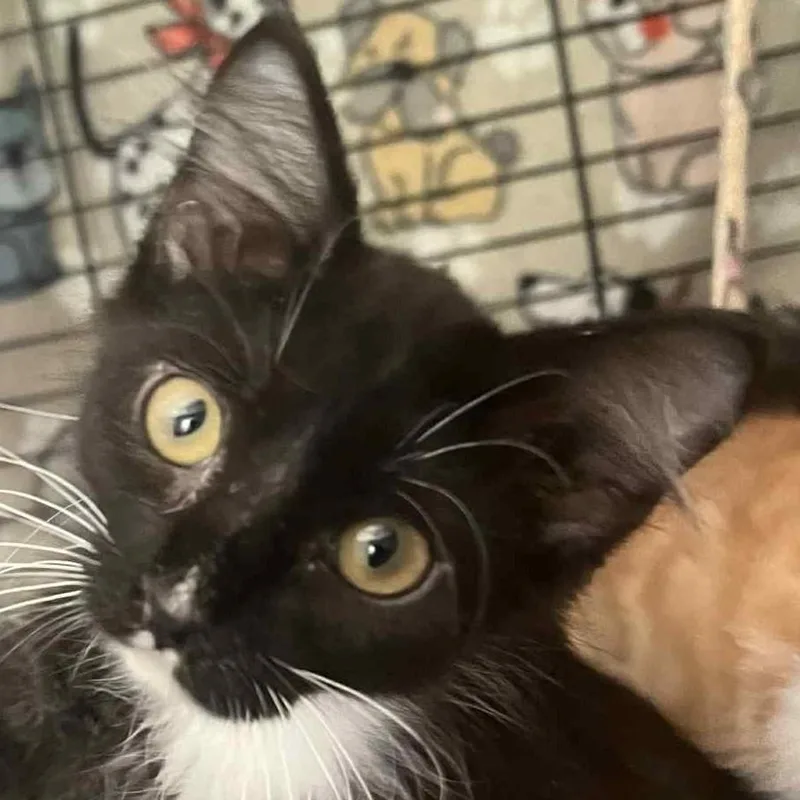 A baby small-sized female Black & White / Tuxedo Domestic Long Hair cat named Amy for adoption in Robinson, IL