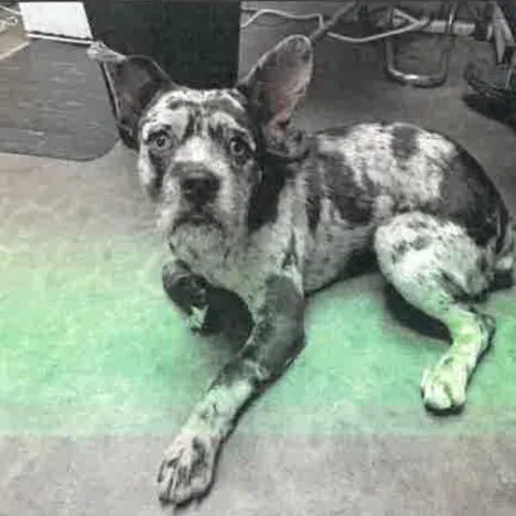 A young medium-sized male Black French Bulldog dog named Oliver A for adoption in Mission Hills, CA