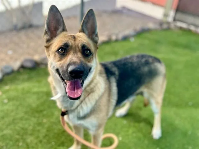 An adult large-sized female German Shepherd Dog dog named Kirby for adoption in Mesa, AZ