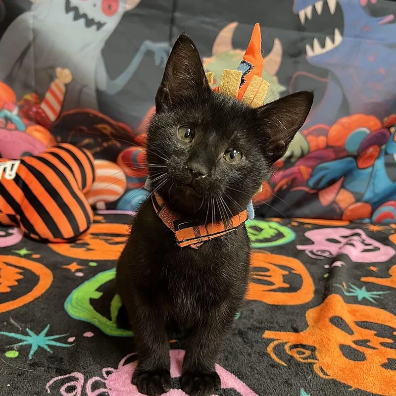 A baby medium-sized male Black Domestic Short Hair cat named Spooky for adoption in Fairmont, MN