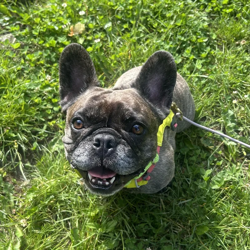 An adult small-sized female Brindle French Bulldog dog named Alanna for adoption in Portland, OR