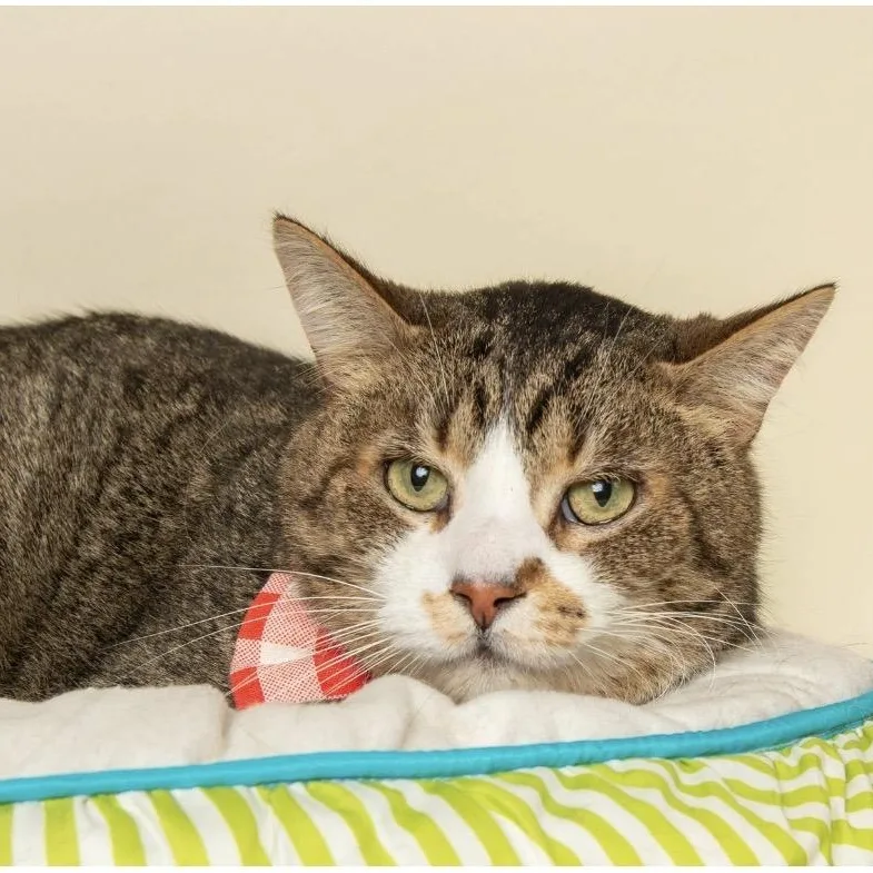 An adult medium-sized male Tabby (Brown / Chocolate) Domestic Short Hair cat named Purrkour for adoption in Wyandotte, MI