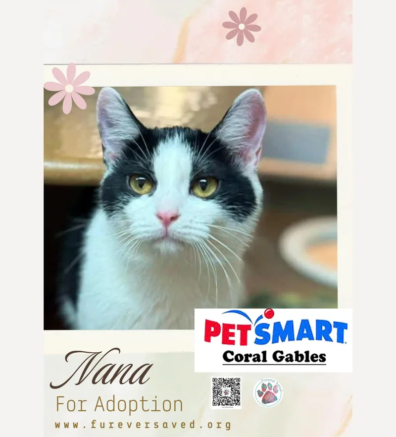 A baby small-sized female Black & White / Tuxedo Domestic Short Hair cat named Nana for adoption in Miami, FL