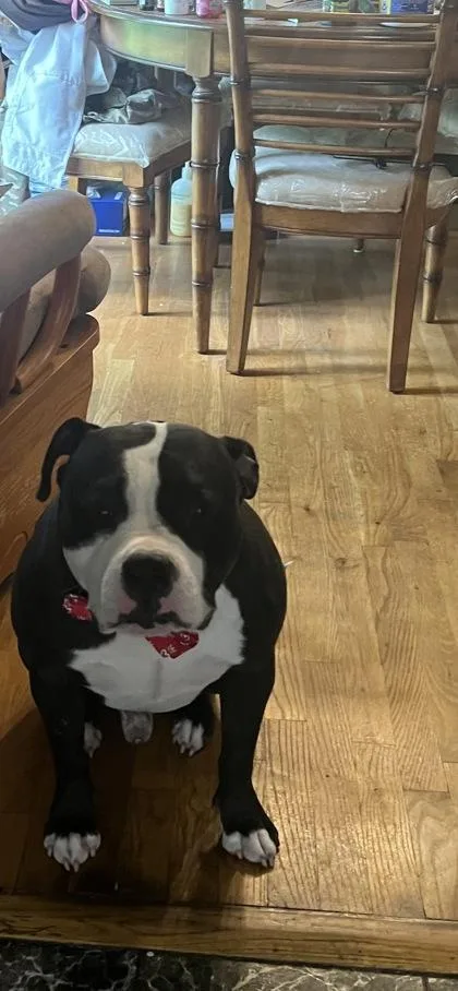 An adult large-sized male Mixed Breed dog named Axis for adoption in Chamblee, GA