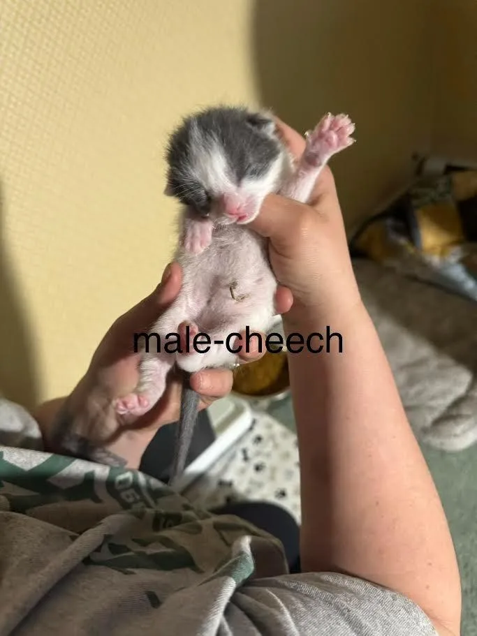 A baby small-sized male Domestic Short Hair cat named Cheech for adoption in Glenfield, NY