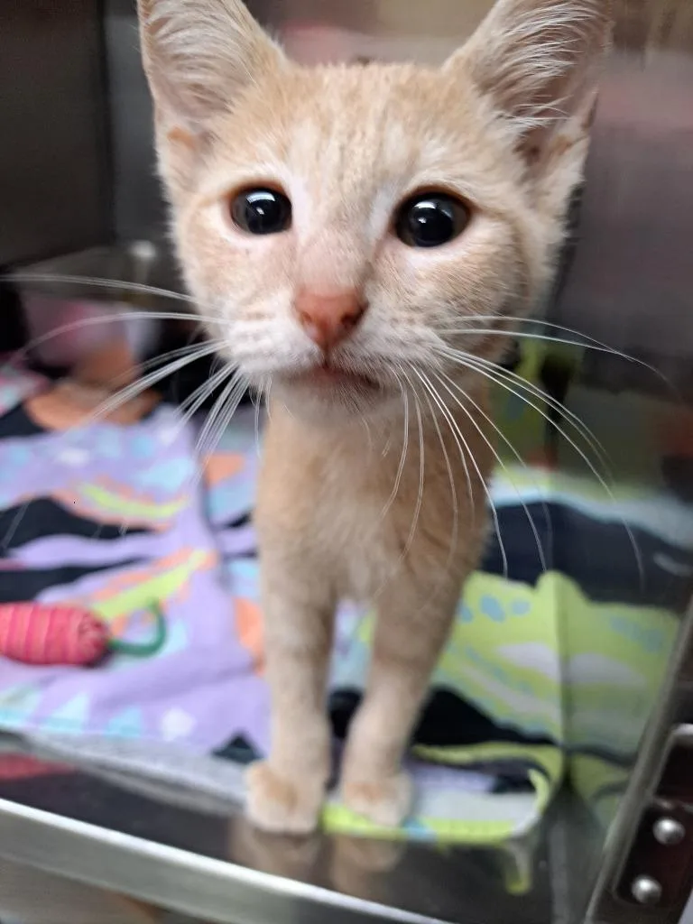 A baby medium-sized female Domestic Short Hair cat named Dr. Seussett for adoption in Murray, KY
