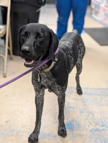 An adult medium-sized female Black German Shorthaired Pointer dog named Shadow for adoption in Inverness, FL