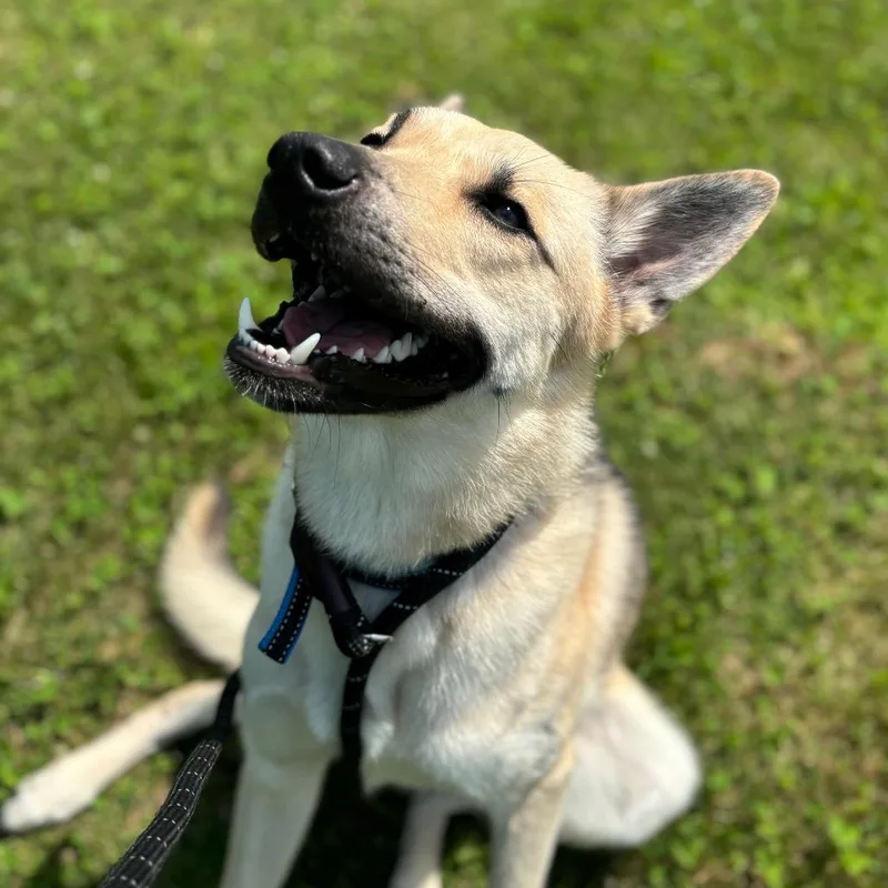 A young medium-sized male White / Cream Shepherd dog named Kerplunk for adoption in Dover, NH