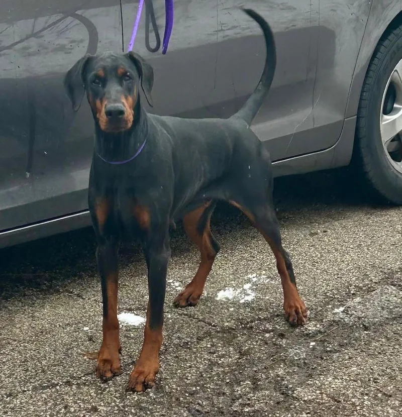 An adult large-sized female Doberman Pinscher dog named Madison for adoption in Barrington, IL