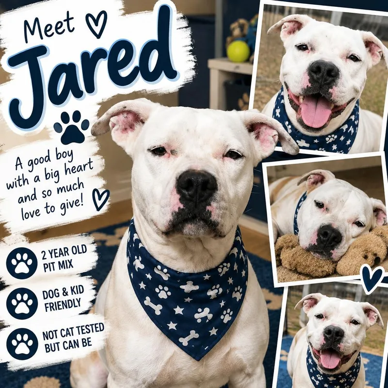 An adult large-sized male Pit Bull Terrier dog named Jared for adoption in Anahuac, TX
