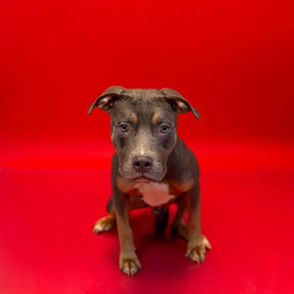 A young medium-sized male Pit Bull Terrier dog named Pen C Carlton for adoption in Lawrenceville, GA
