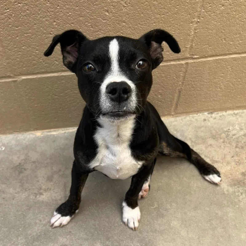 A baby small-sized female Black Pit Bull Terrier dog named Diamond for adoption in Ojai, CA
