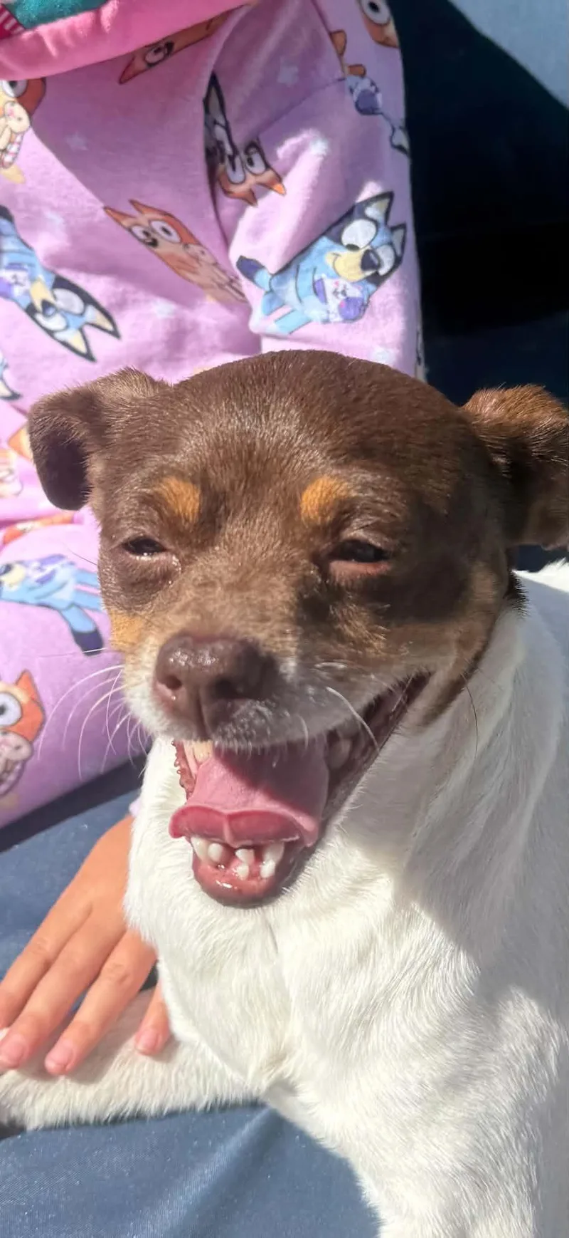 A young small-sized female Rat Terrier dog named Zoey for adoption in Greenville, SC
