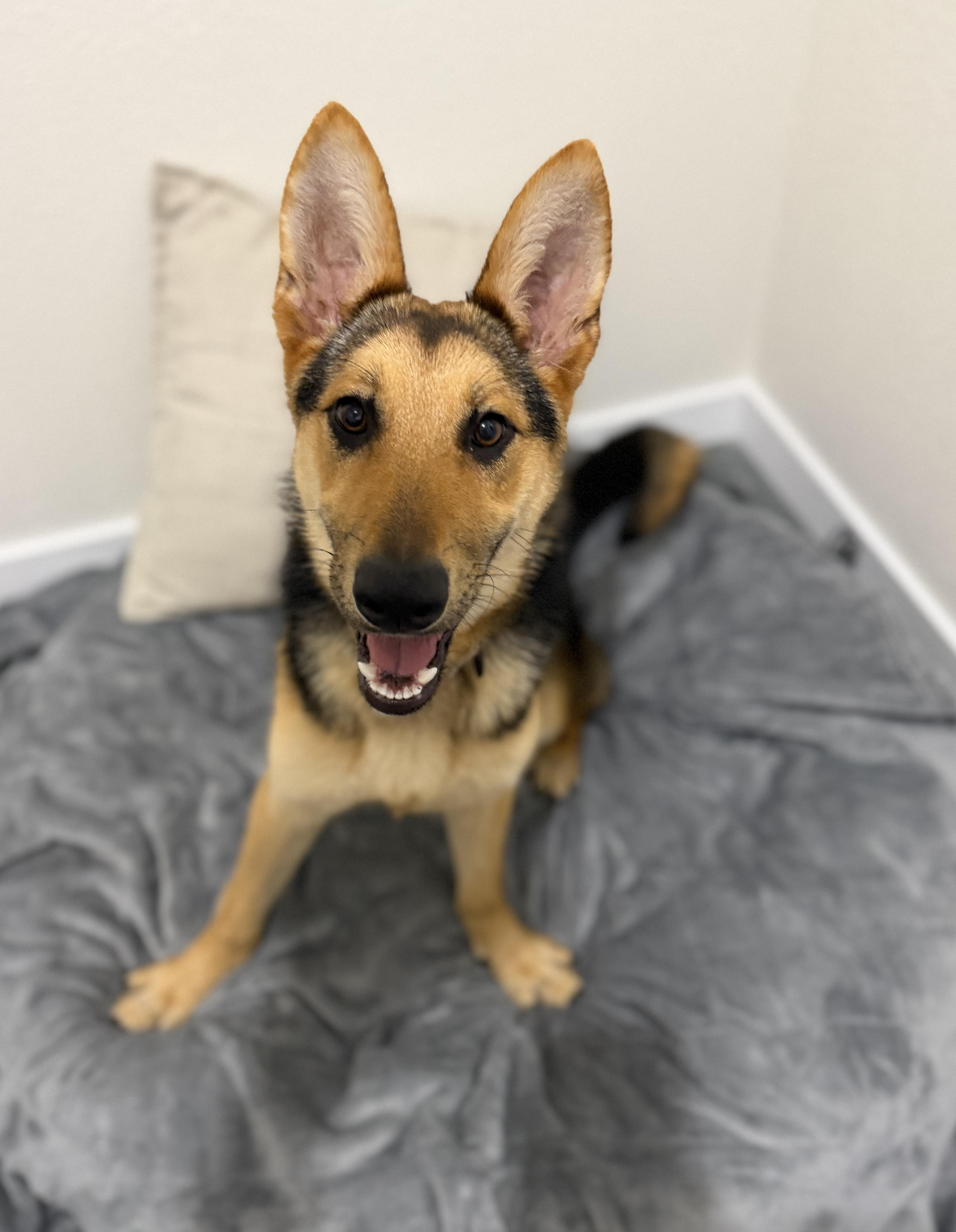 A young large-sized female German Shepherd Dog dog named Minka for adoption in Delray Beach, FL